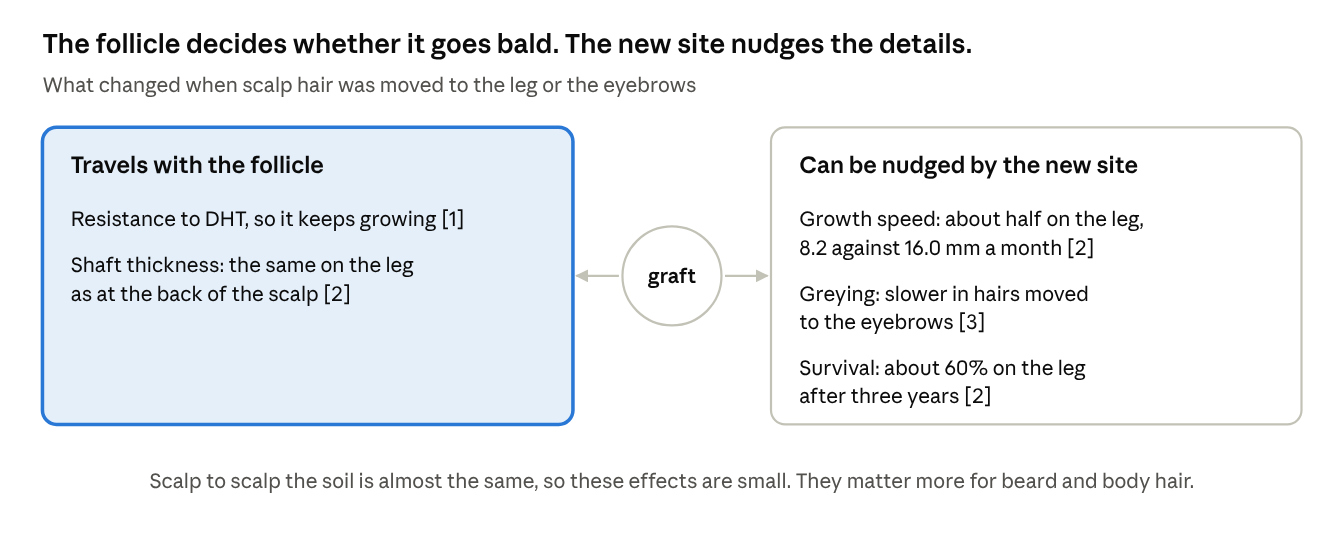 The follicle decides whether it goes bald. The new site nudges the details.