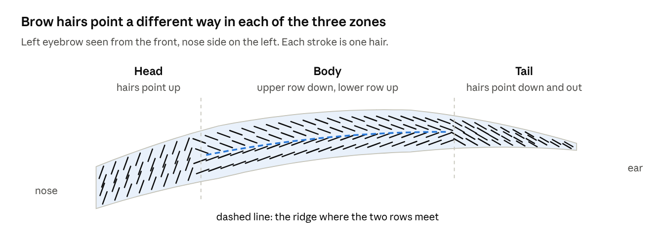 Brow hairs point a different way in each of the three zones