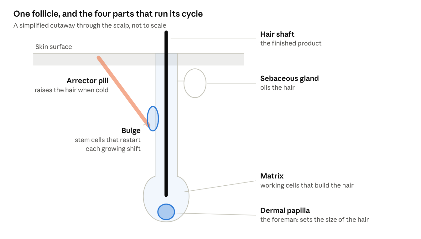 One follicle, and the four parts that run its cycle