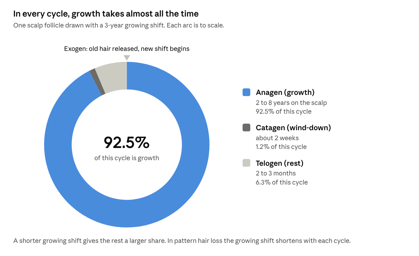 In every cycle, growth takes almost all the time