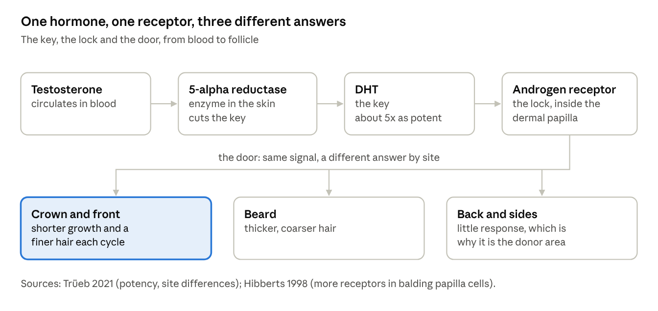 One hormone, one receptor, three different answers